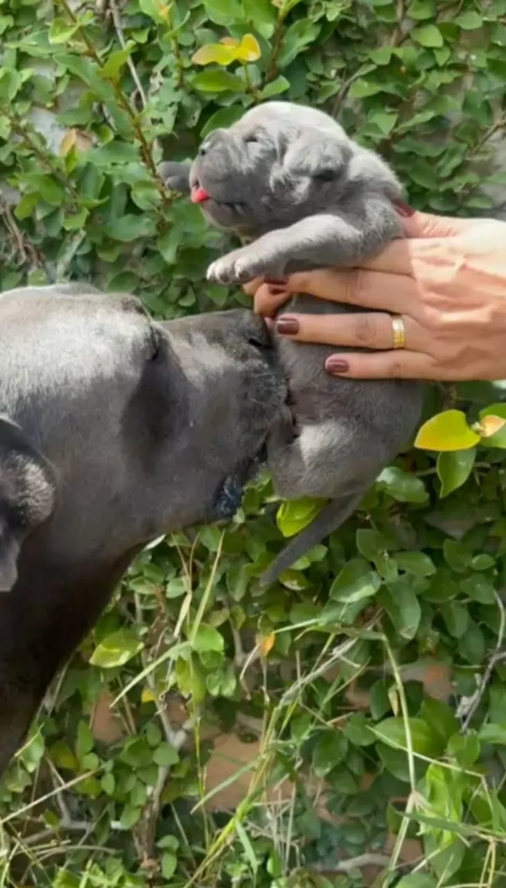 Filhotes de CANE CORSO