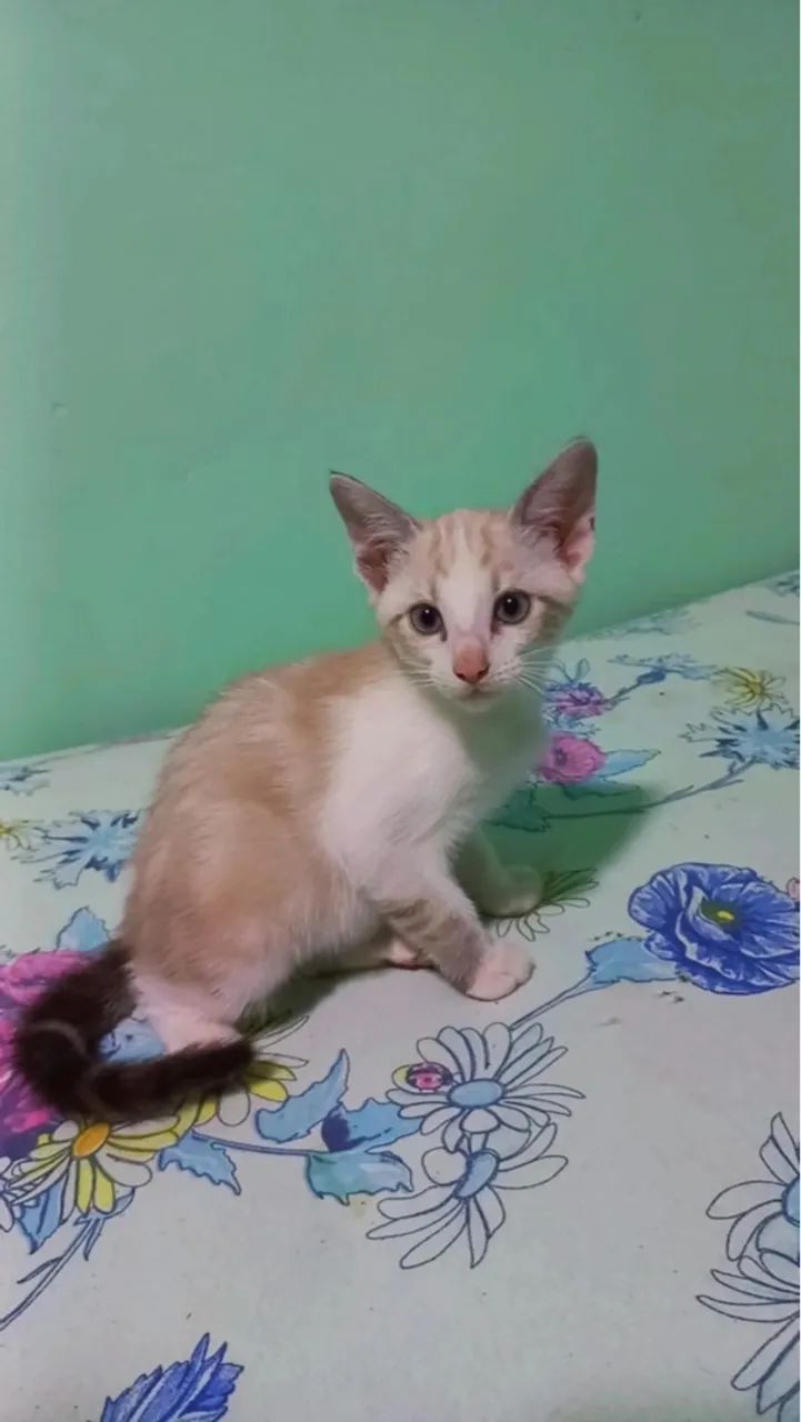 Gatinho adorável para adoção - Foto 2