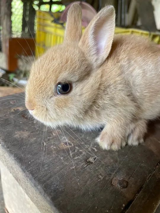 Mini Coelho Netherland a venda  - Foto 6