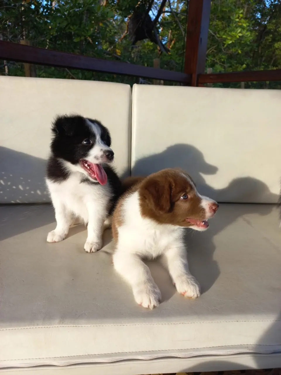 filhotes de border collie legitimos 79 9  *