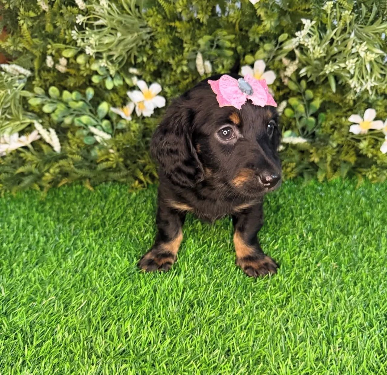 dachshund pelo longo  - Foto 3