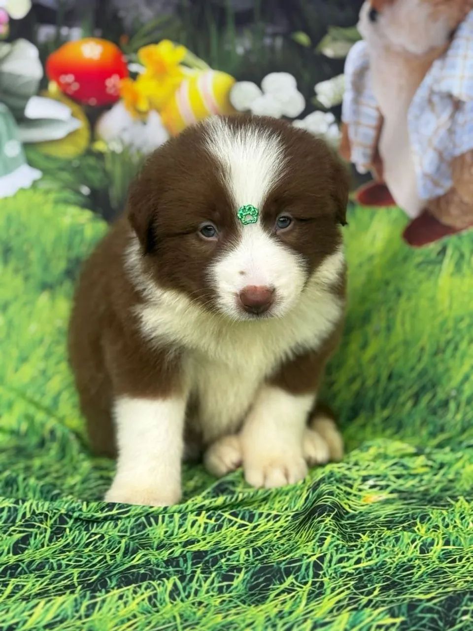 Border Collie - Pet amigo 