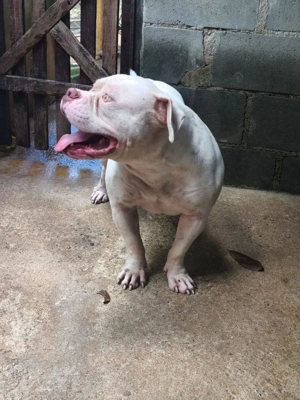 American bully  - Foto 2
