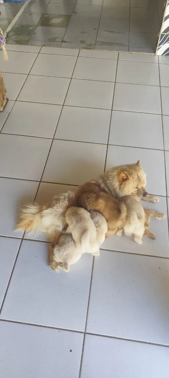 Filhotes de Chow chow