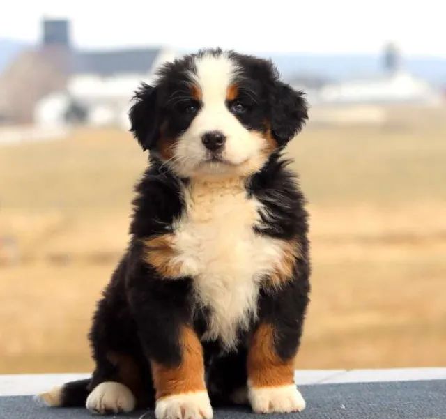 Filhotes de Bernese macho e fêmea! Chama no WhatsApp e escolha o seu.