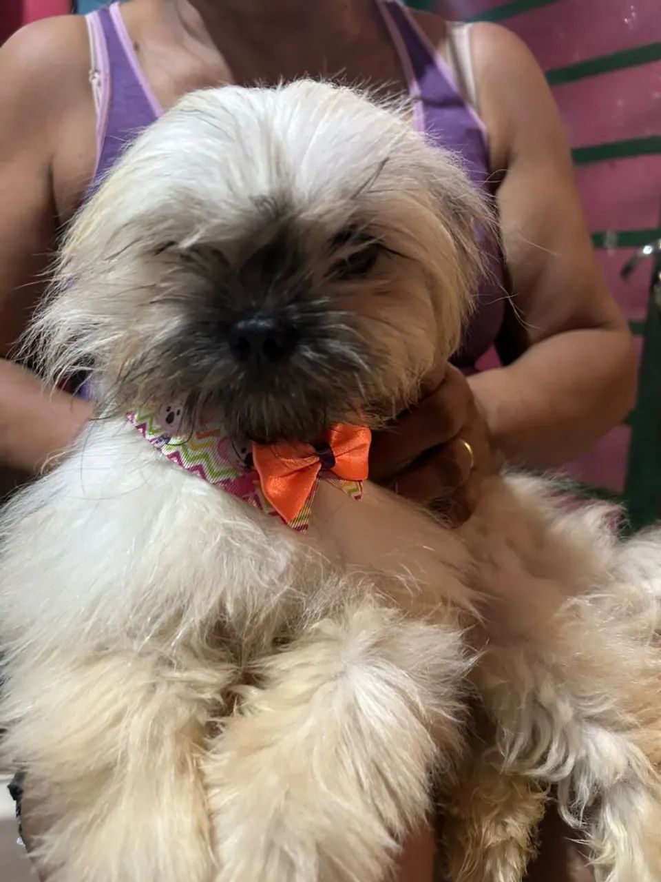 Vendo Shitzu macho vacinado  - Foto 2