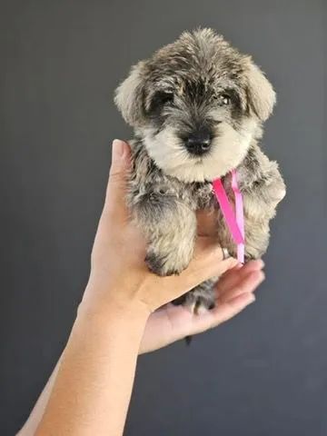 Schnauzer Miniatura 