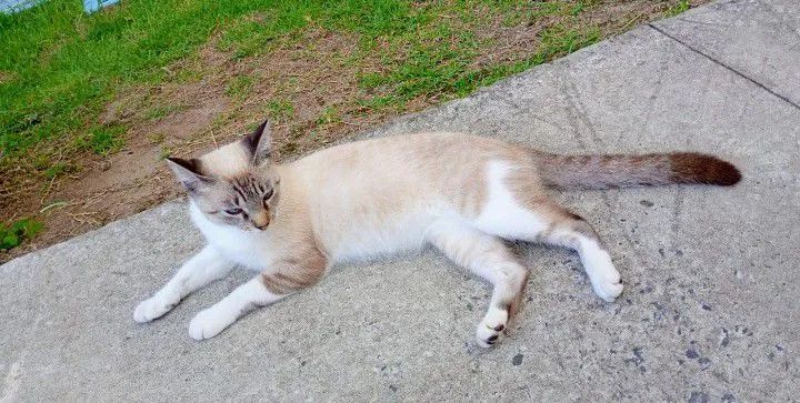 Gatinha castrada para adoção responsável.