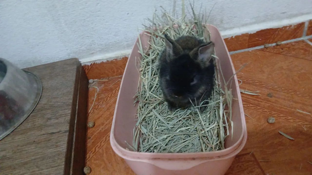 Coelhos Netherland Pet - Foto 5