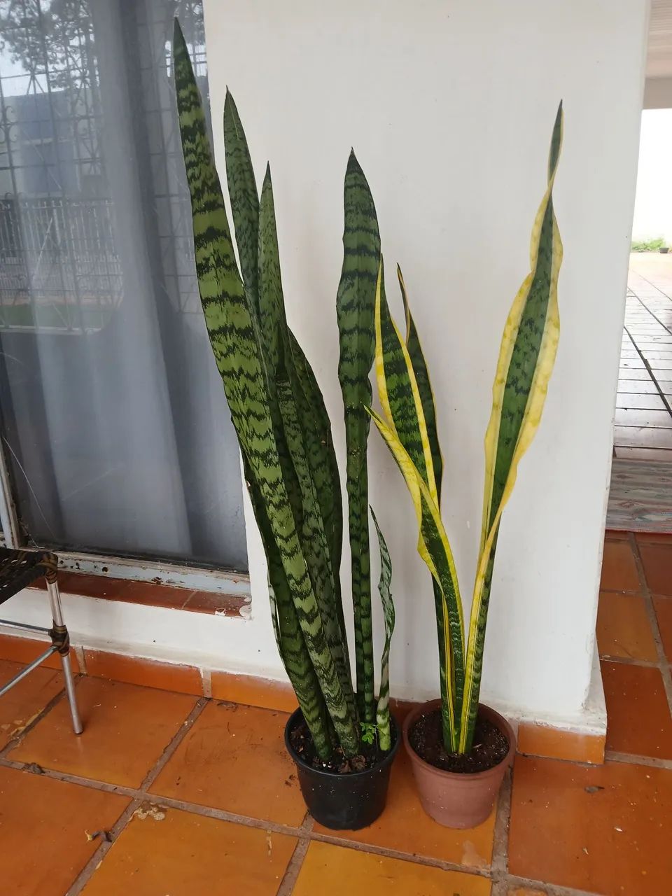VASOS DE PLANTAS - Foto 3