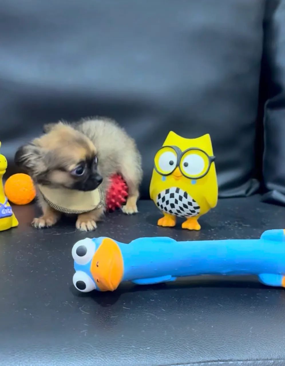 Machinho de Chihuahuas  - Foto 5