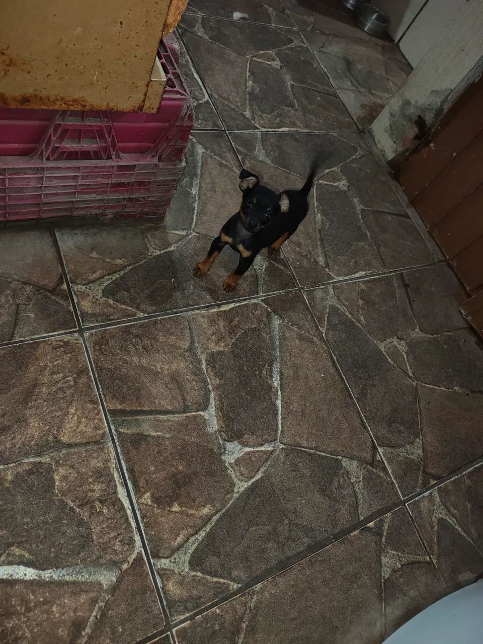 Pinscher macho 2 meses