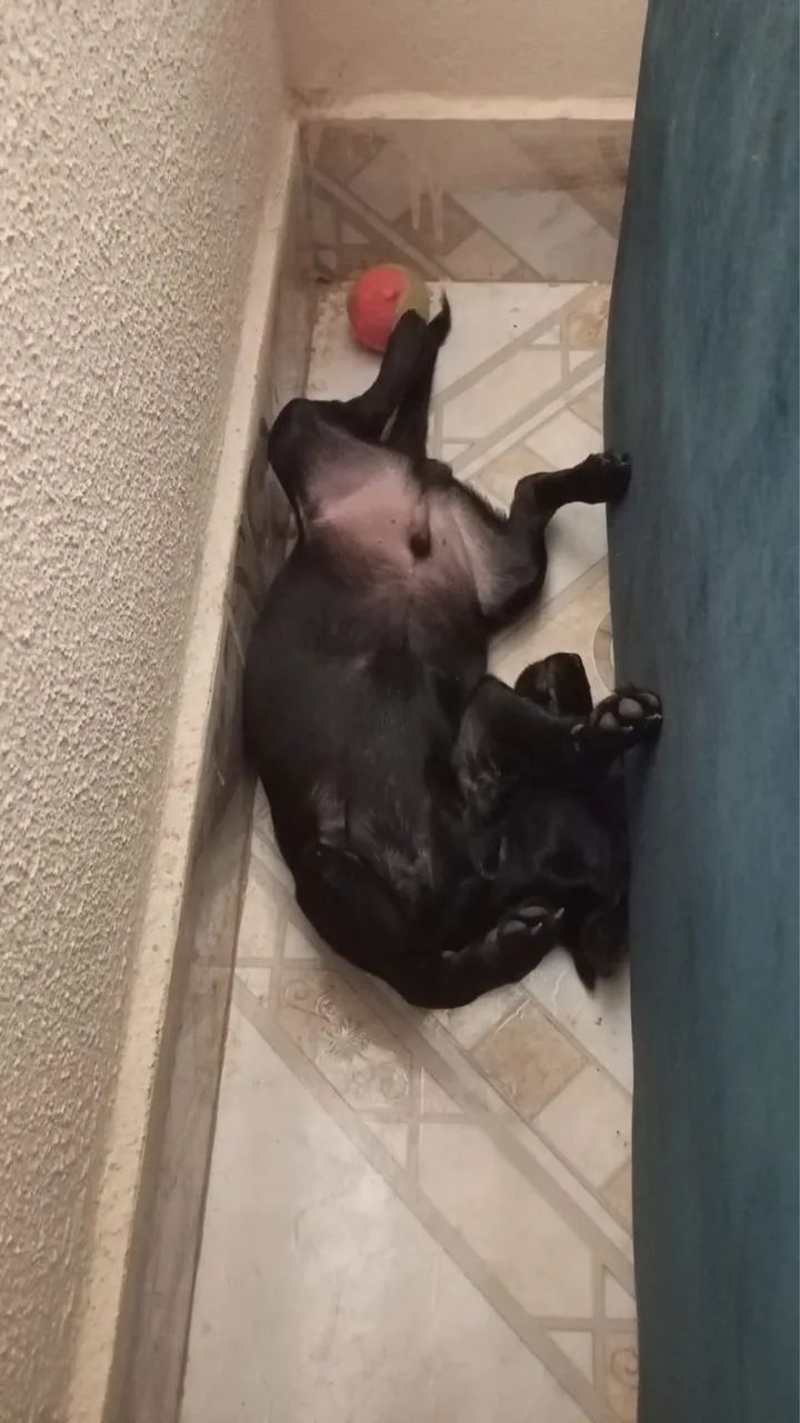 Doação cachorro  - Foto 2
