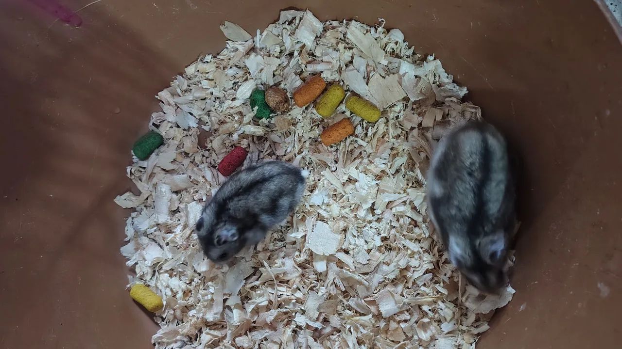 Hamster chinês  - Foto 4