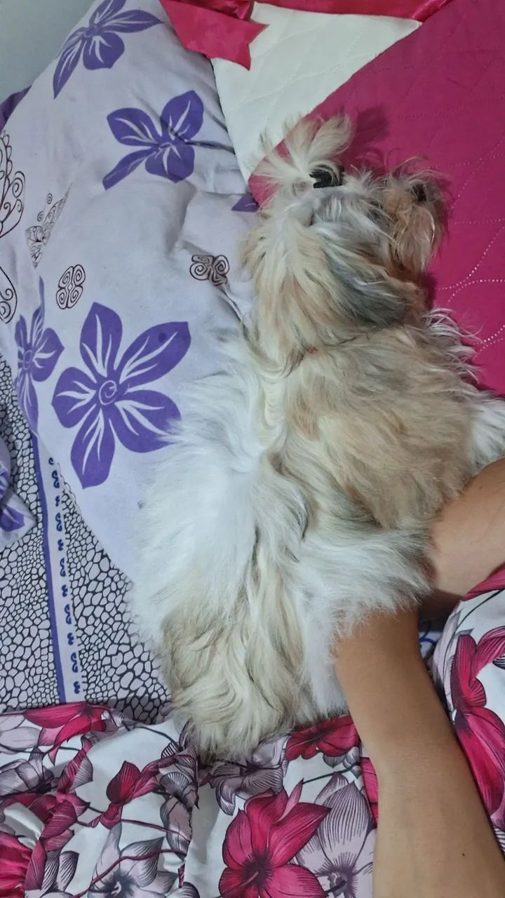 lhasa apso - Foto 4