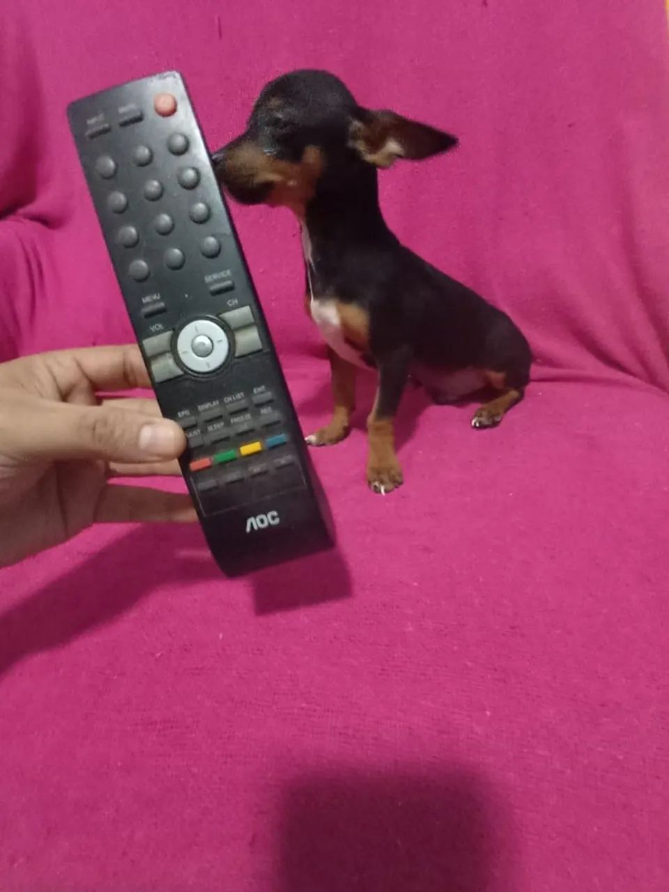Lindo pinscher zero macho com 5 mês pai e mãe zero 