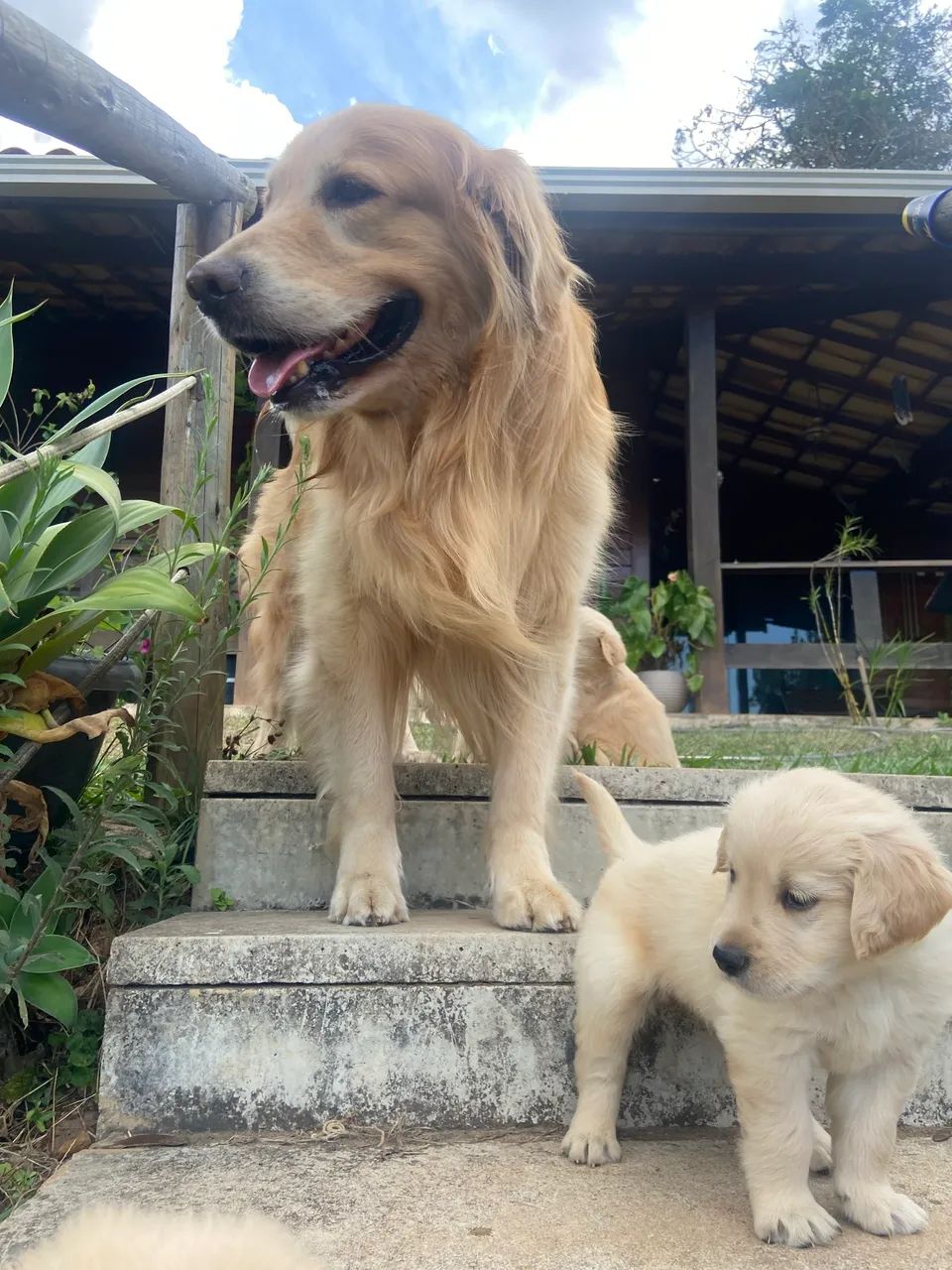 Golden retriever 