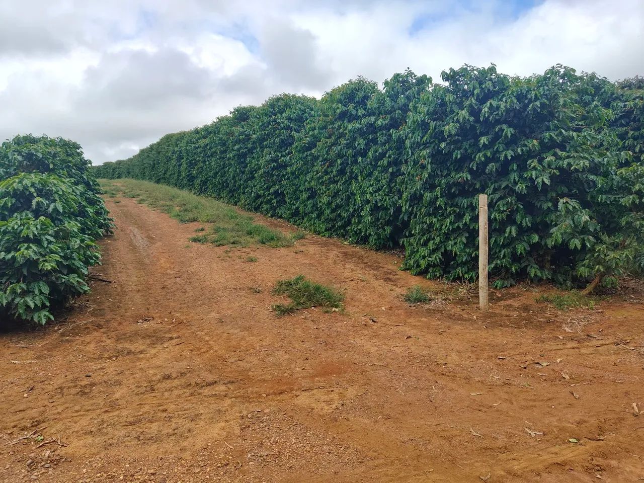 FAZENDA DE CAFÉ COM 140HECTARES, RENTABILIDADE IMEDIATA!! - Foto 2