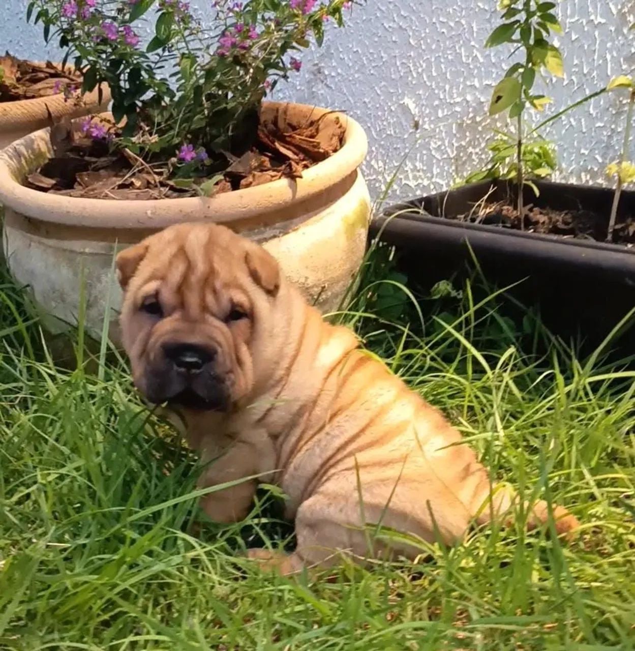 Filhote de Sharpei  - Foto 3