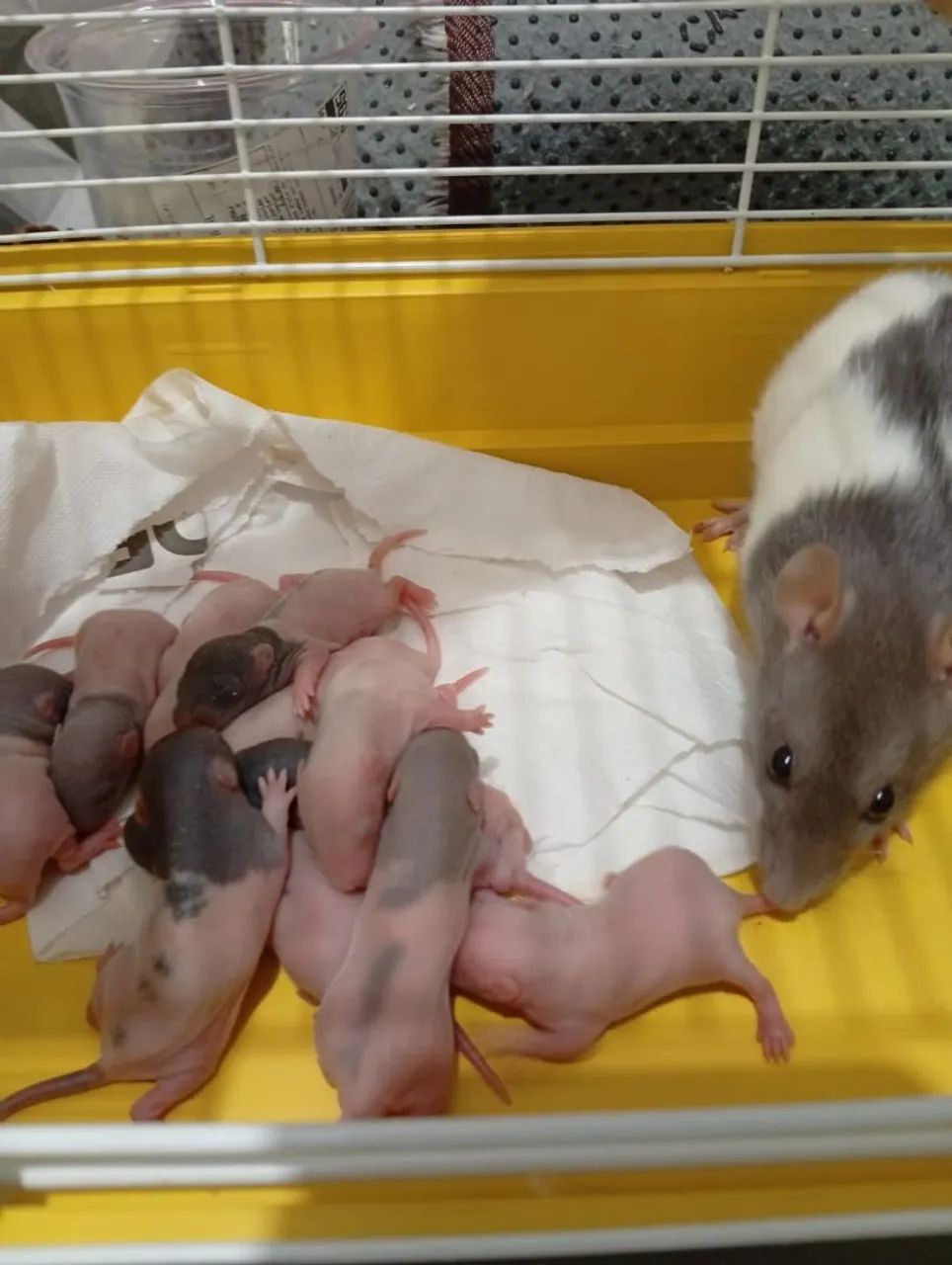 Twister ratinhos de laboratório  - Foto 4