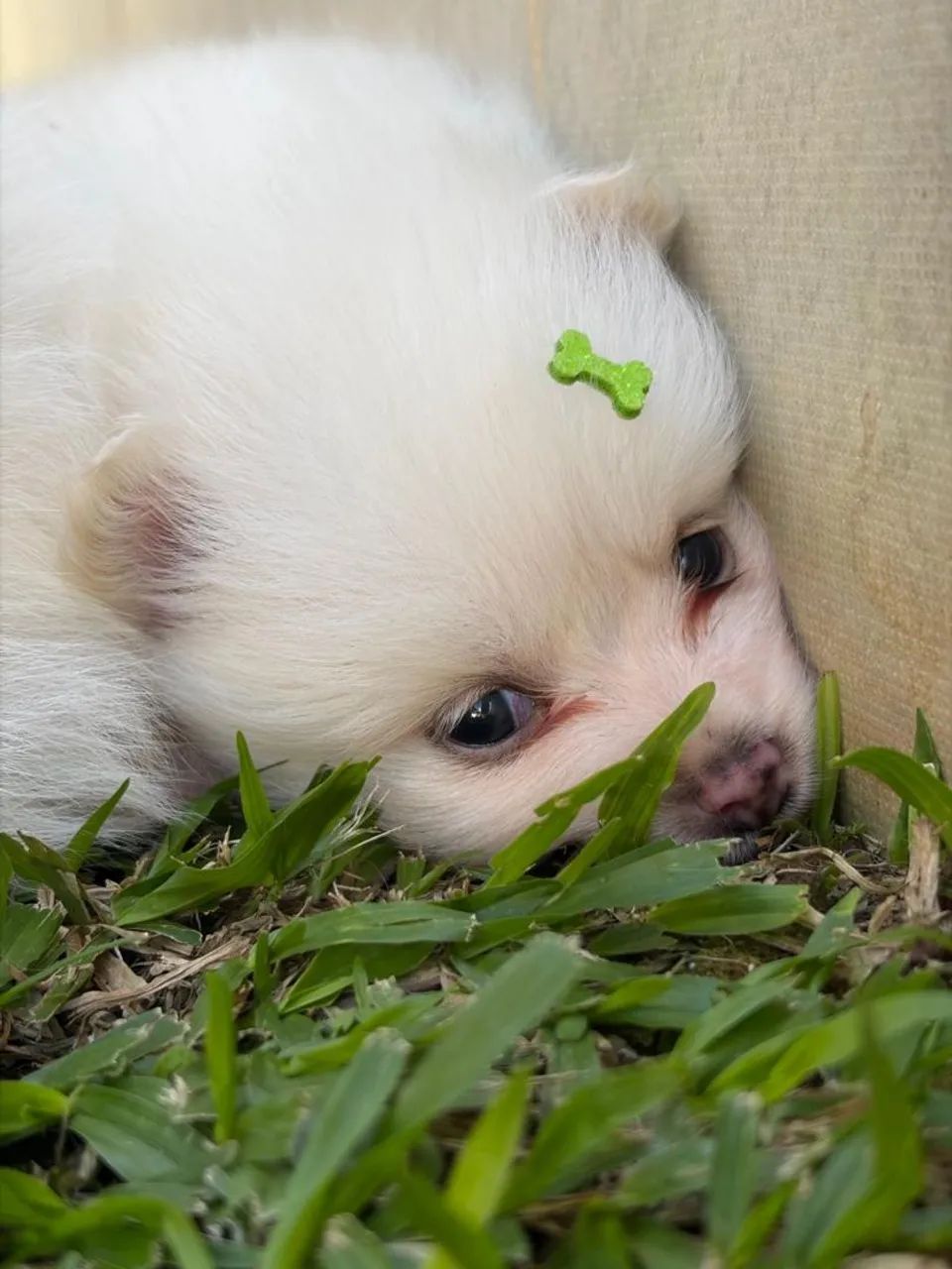 Spitz alemão!!!! - Foto 2
