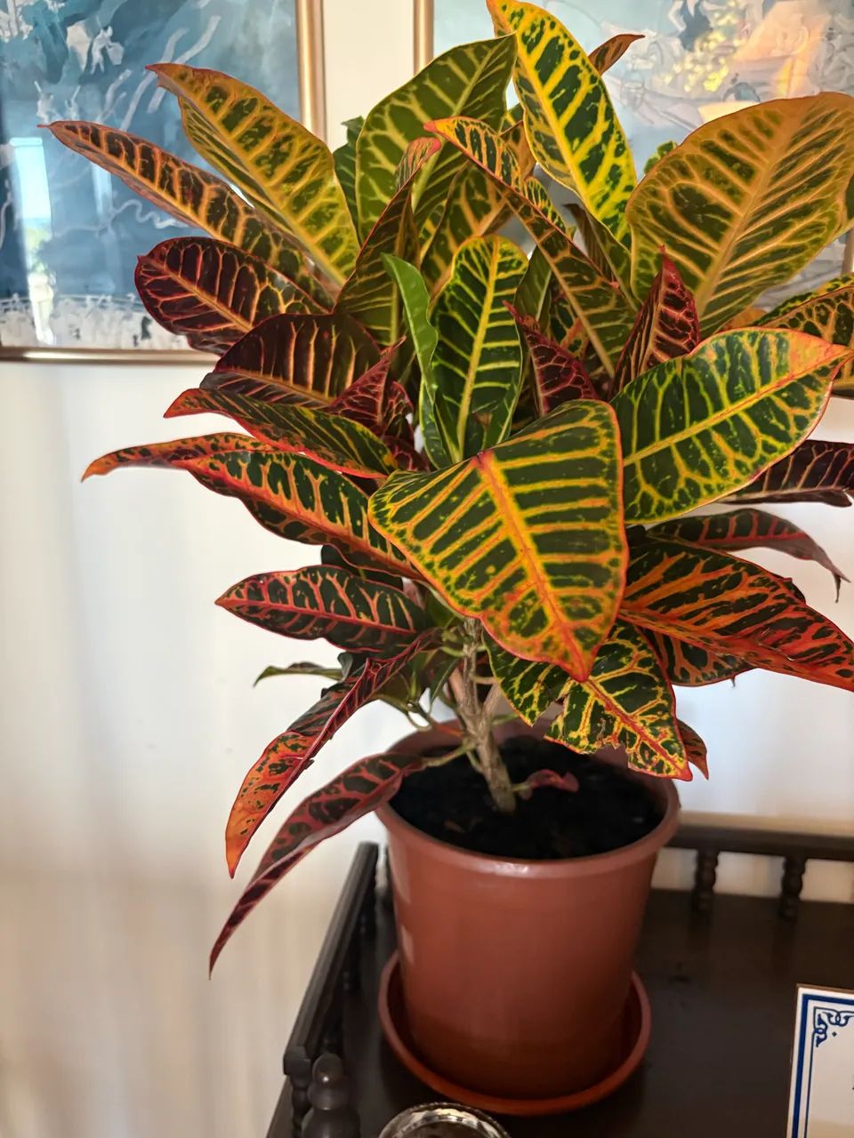 Croton - Foto 3