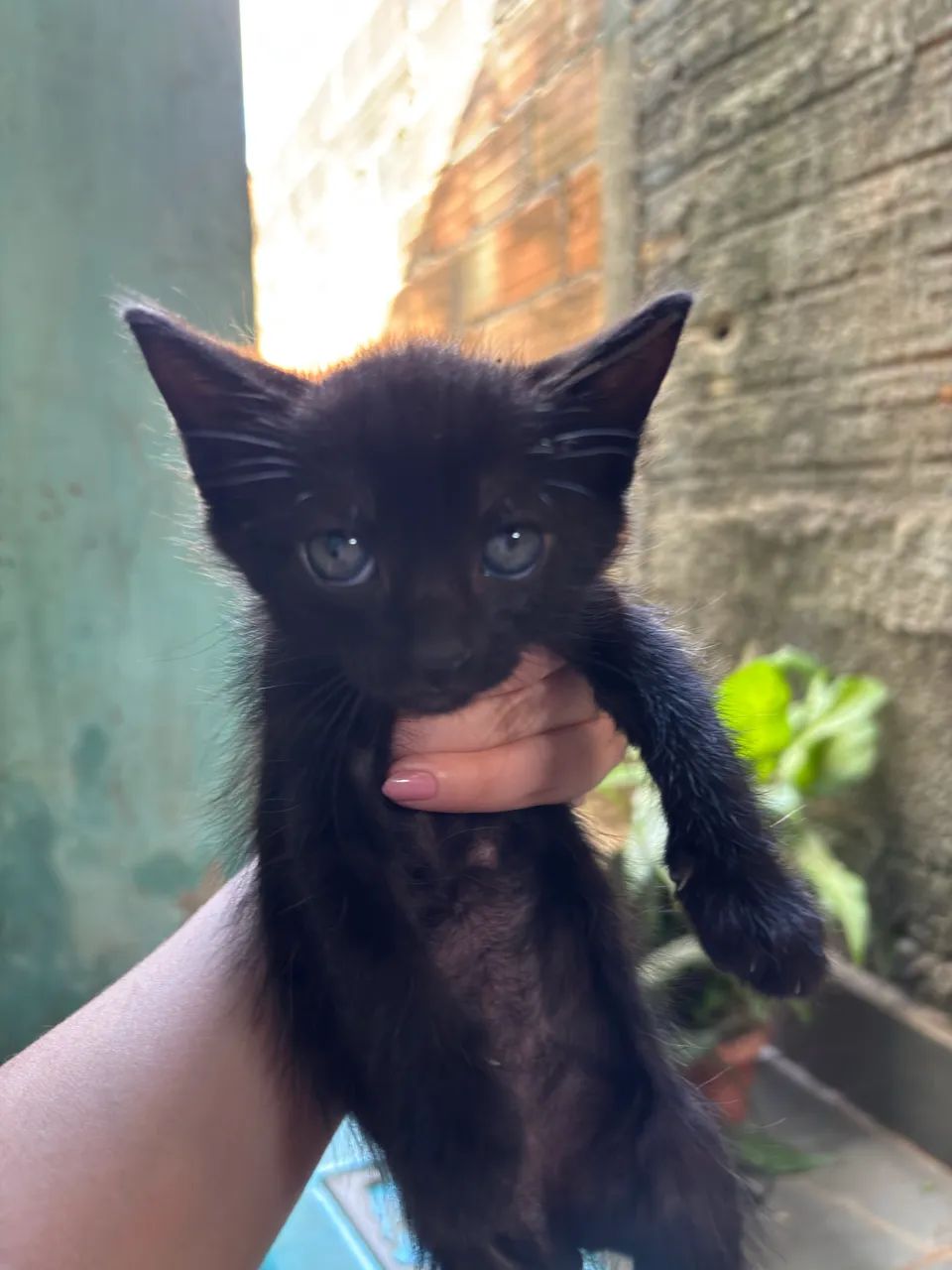 Doação Gato Macho