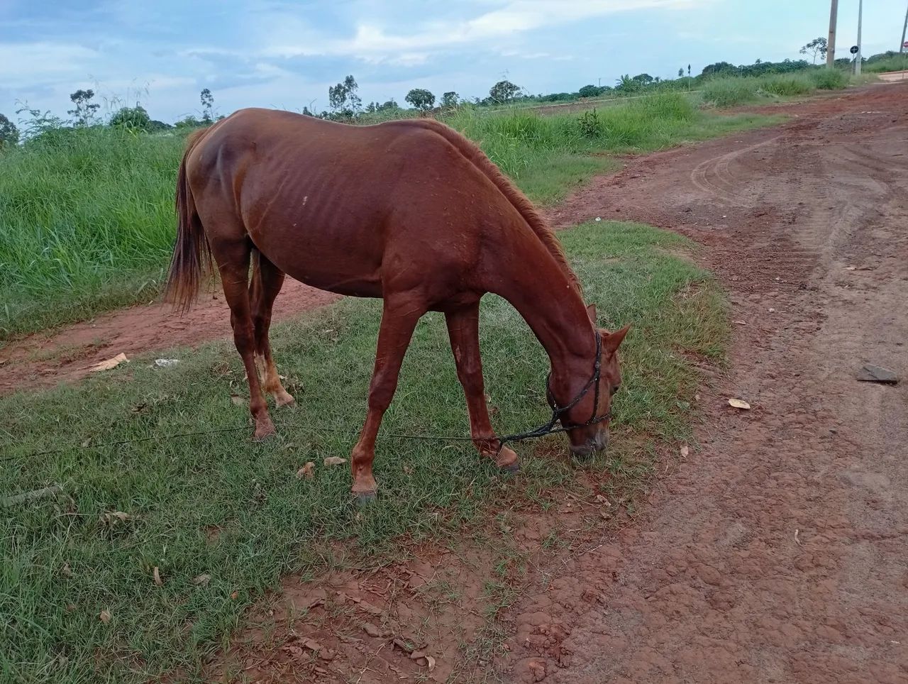 Potro manso - Foto 2