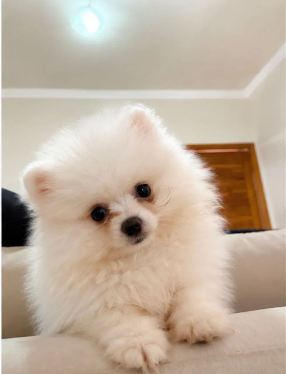 Filhote de Lulu da Pomerania  - Foto 3