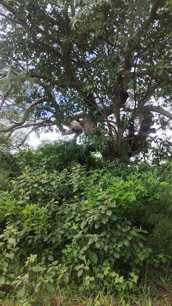 Sítio em Lagoa de Roça com terra fértil  - Foto 5