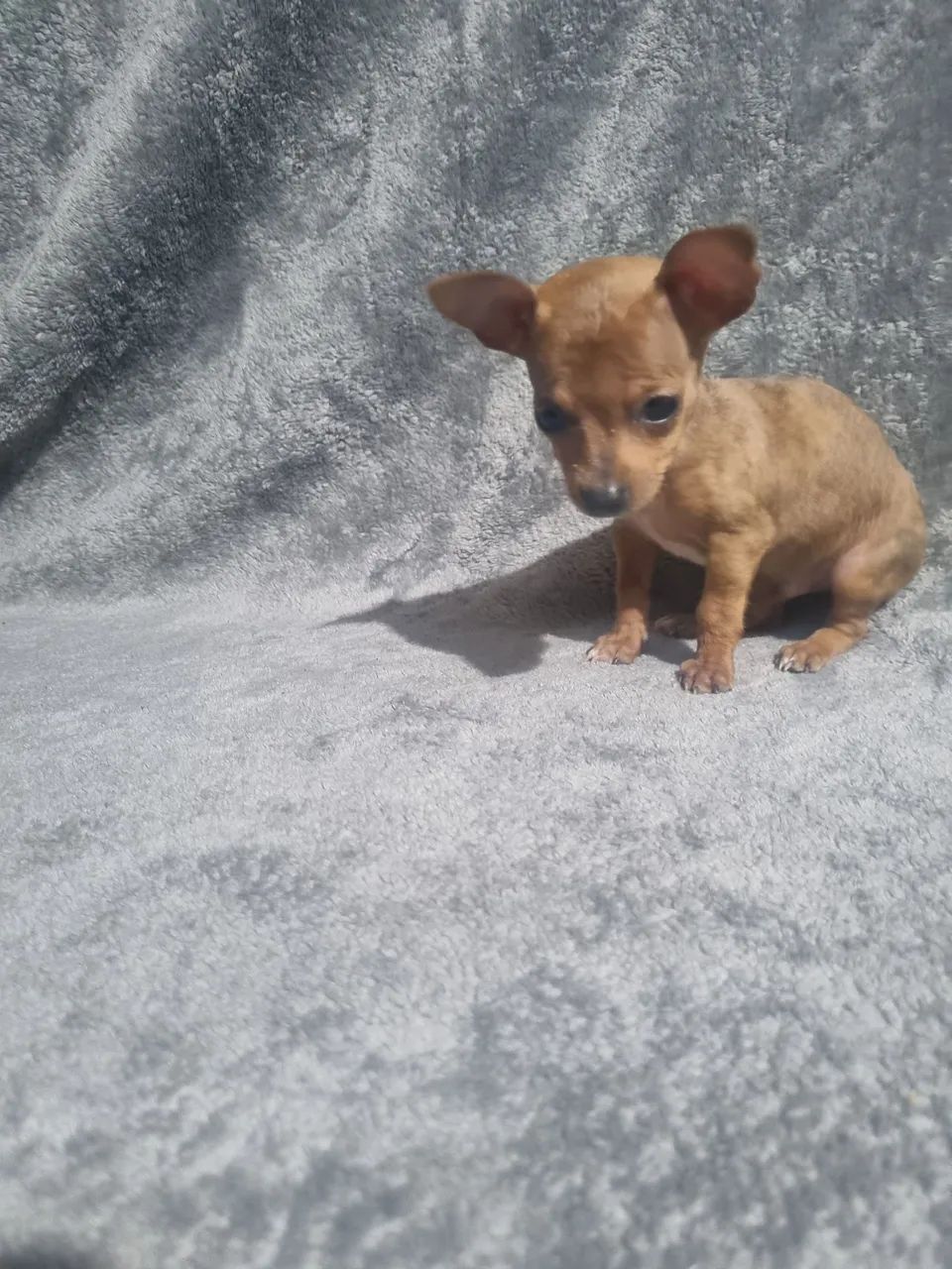 Pincher000 - Foto 2