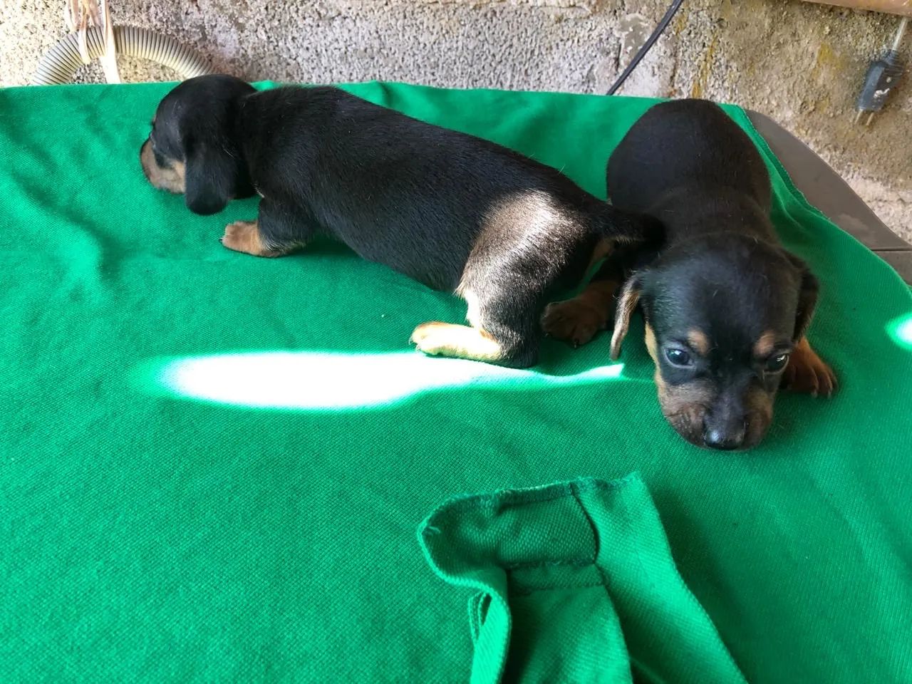 Salsichinhas  - Foto 2