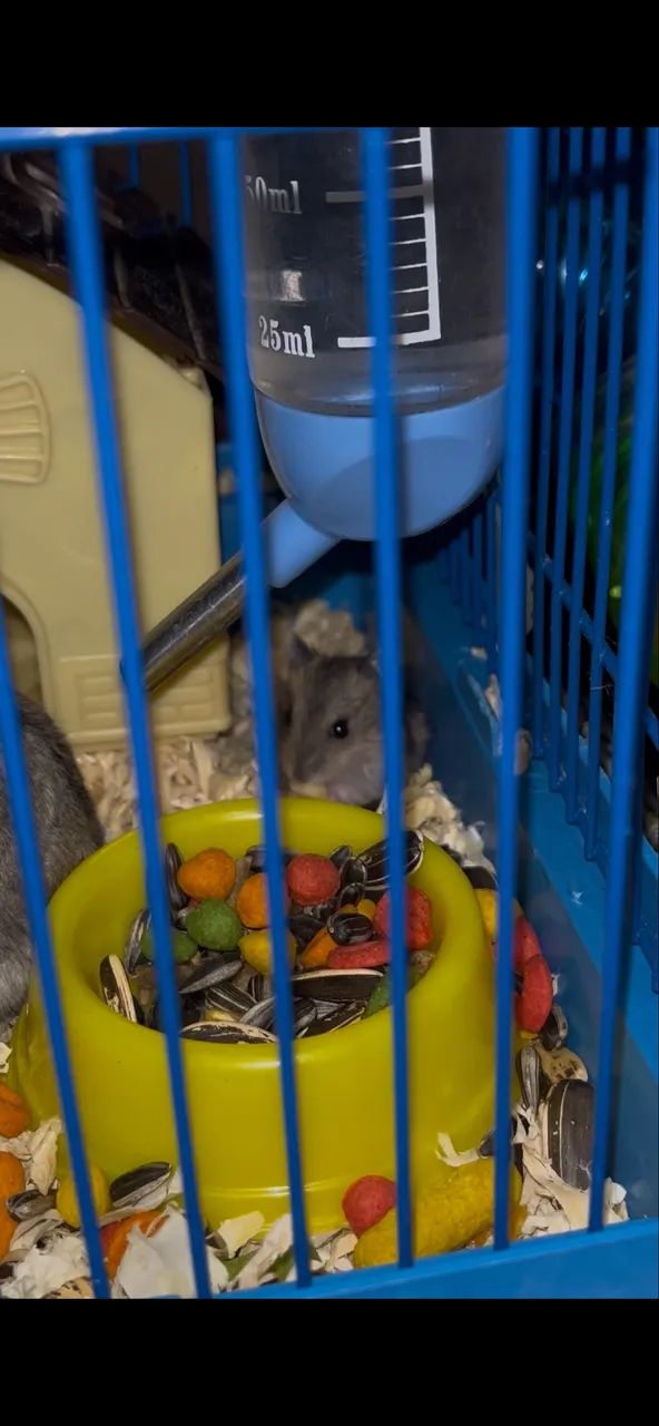 vendo filhote de hamster 