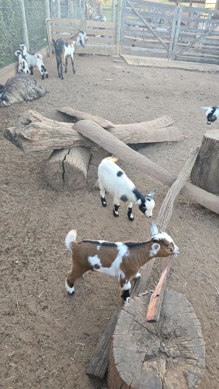 Mini cabra / mini bode / Micro cabra - Foto 4