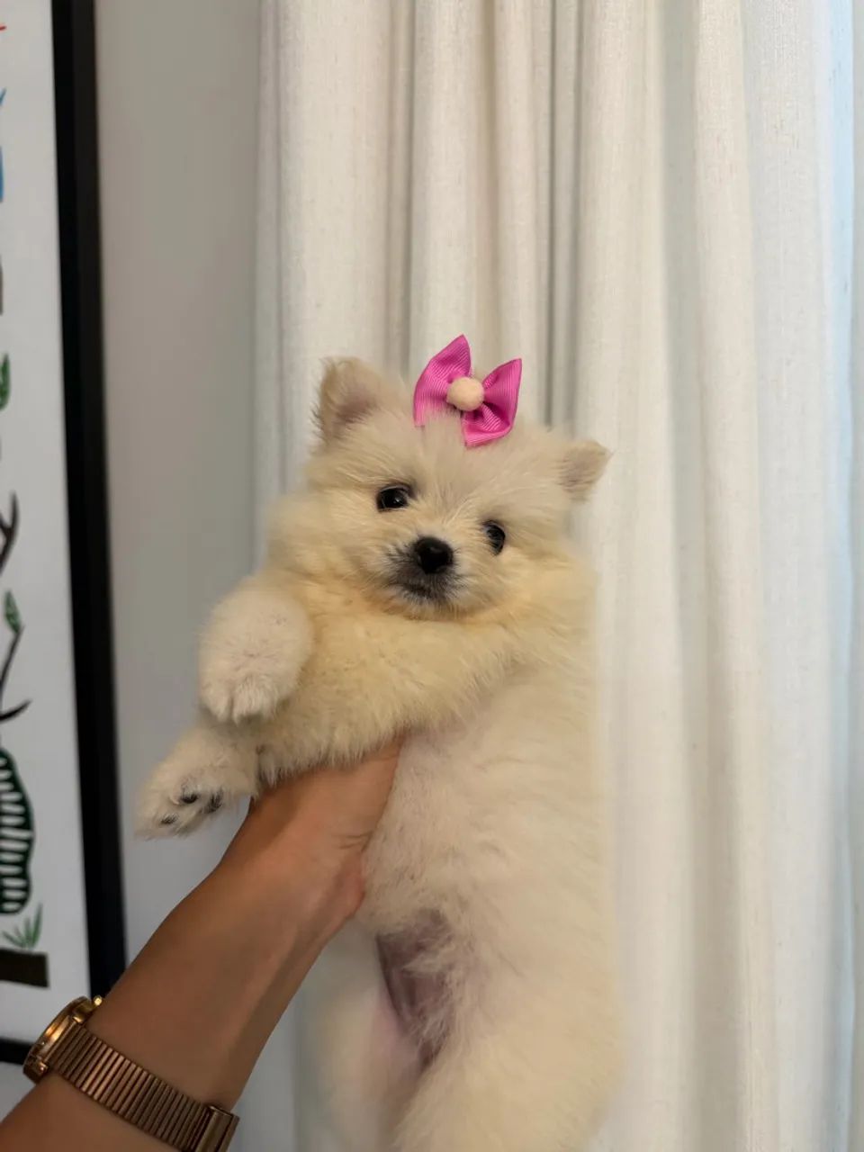 SPITZ ALEMÃO  - Foto 3