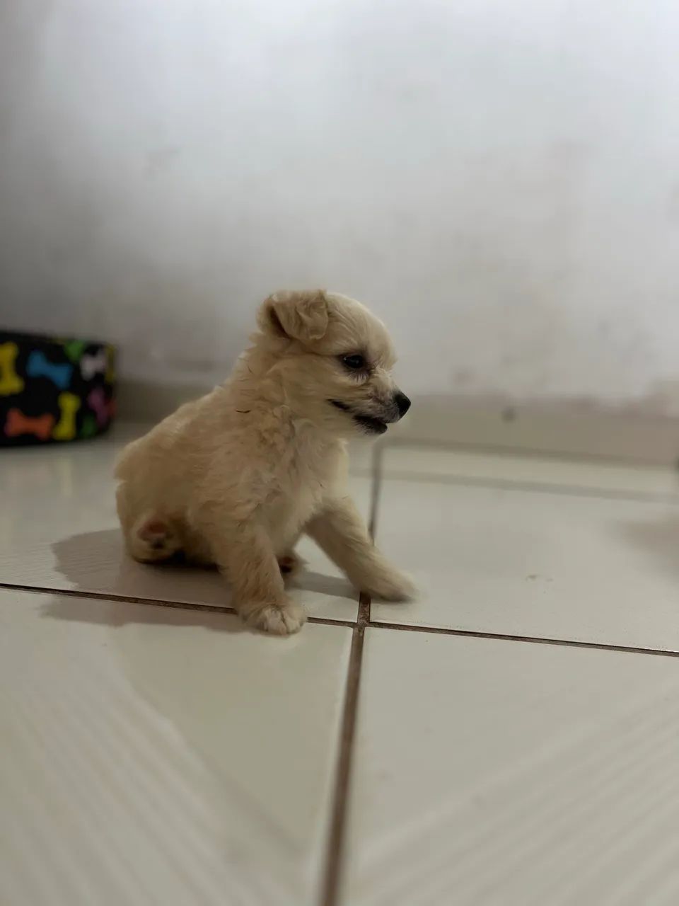  Poodle macho  - Foto 5