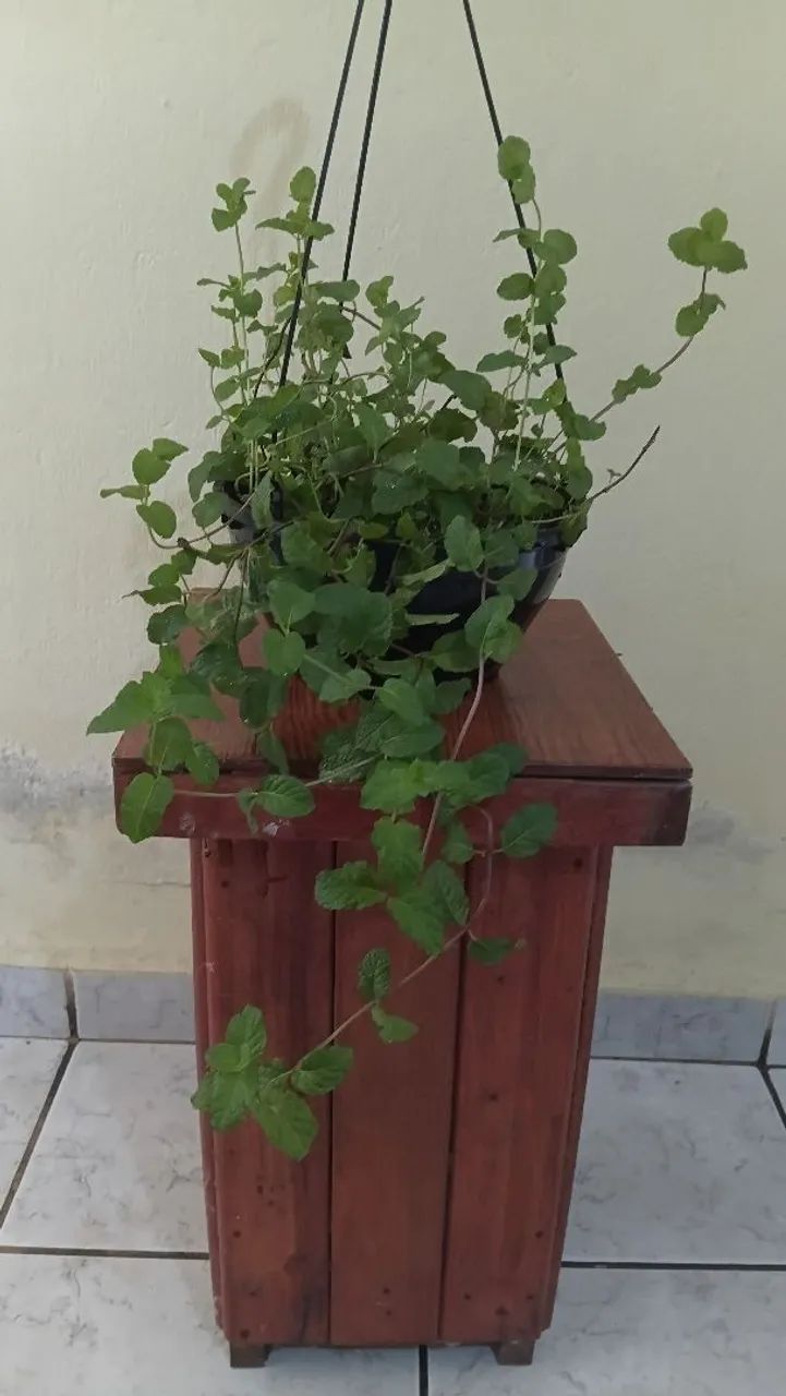 Plantas pendentes  - Foto 2