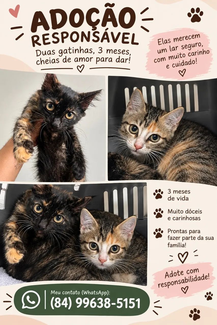 Gatinhas para adoção 