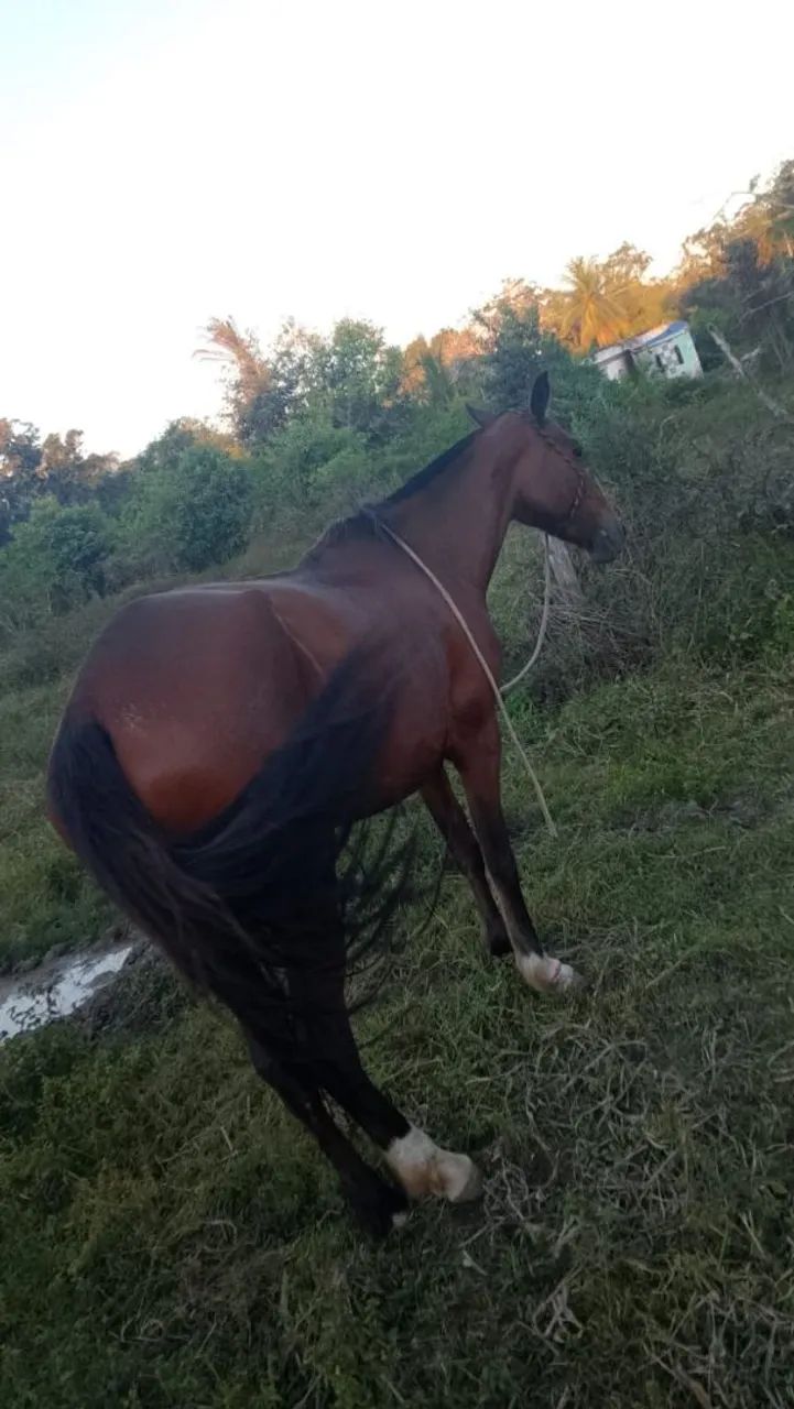 Pra vende  - Foto 3