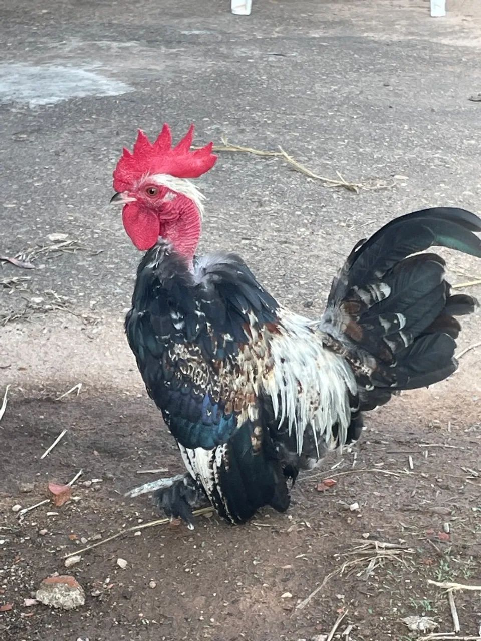 Mini Galinha - Garnizé 