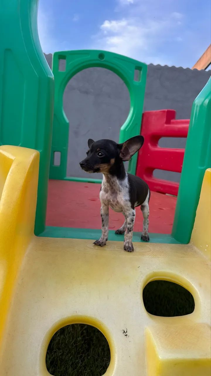 Pinscher 0 machos e fêmeas - Foto 6