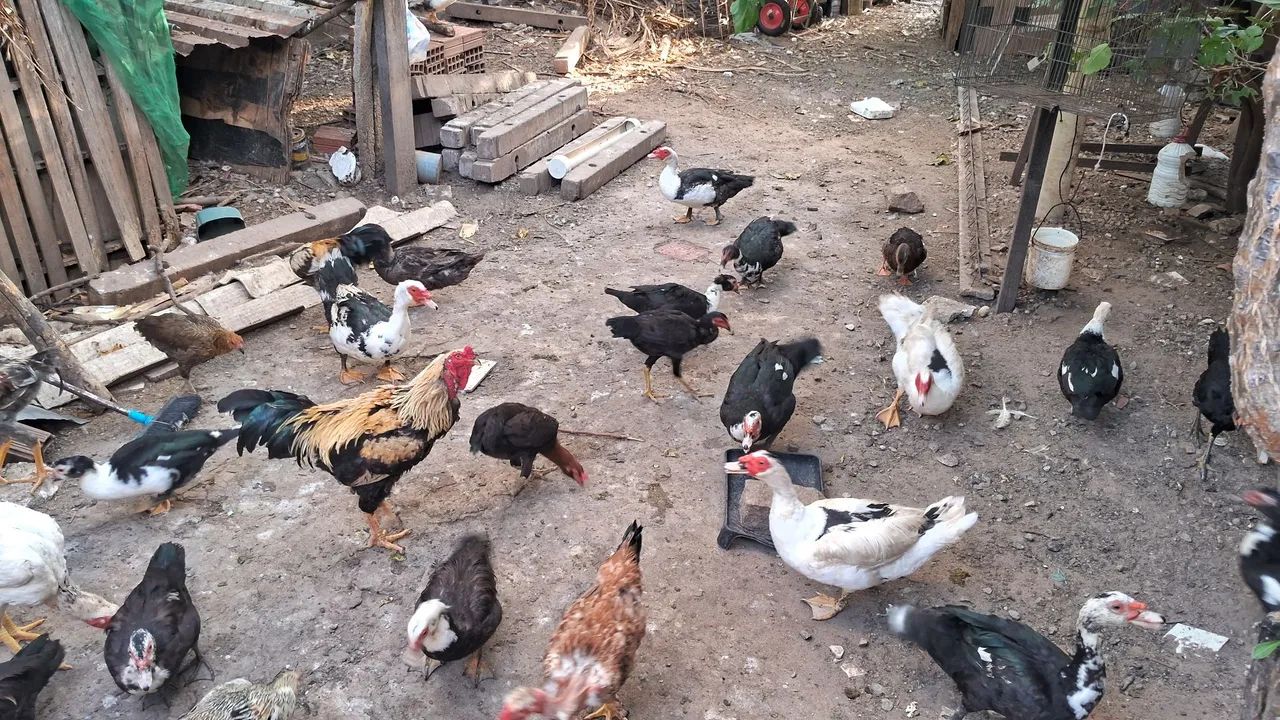 VENDO GALINHAS E PATOS  - Foto 3