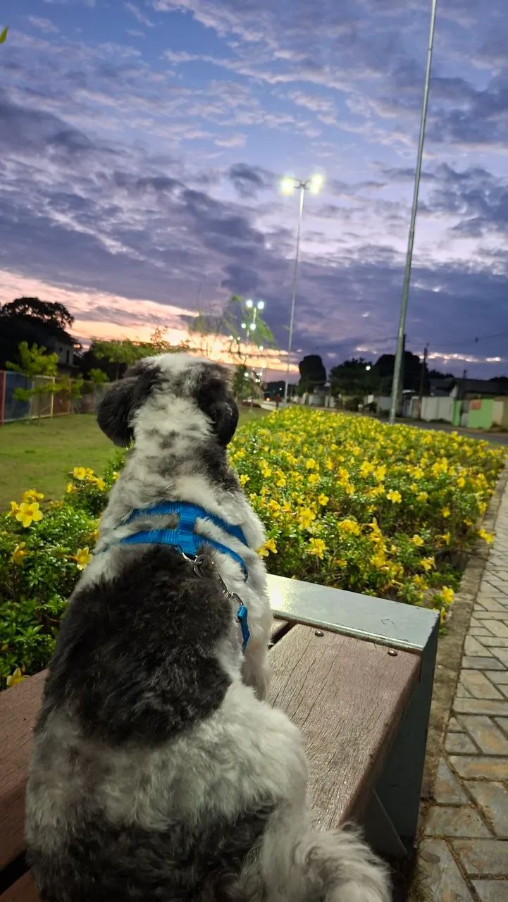 Procuro namorada - Foto 3