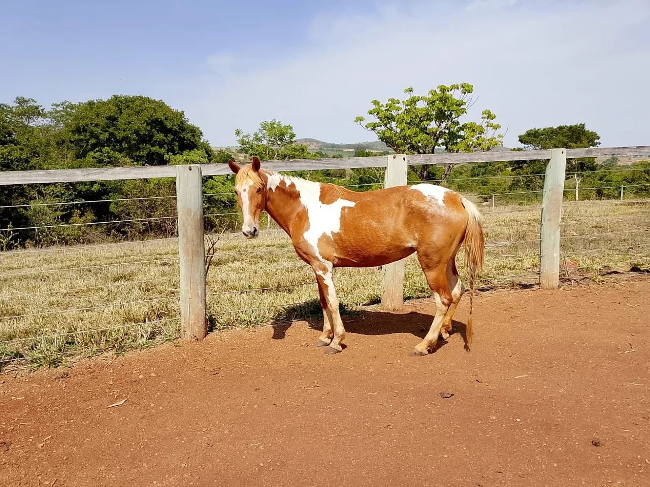 Venda-se égua  - Foto 2