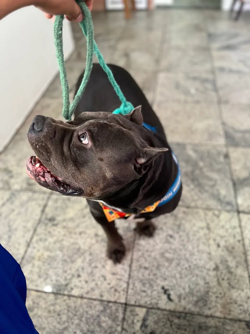 AMERICAN BULLY NÃO CASTRADO  - Foto 3