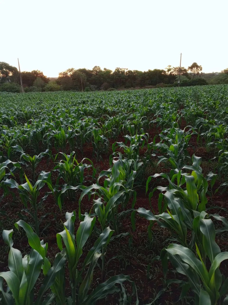 Vende-se milho verde