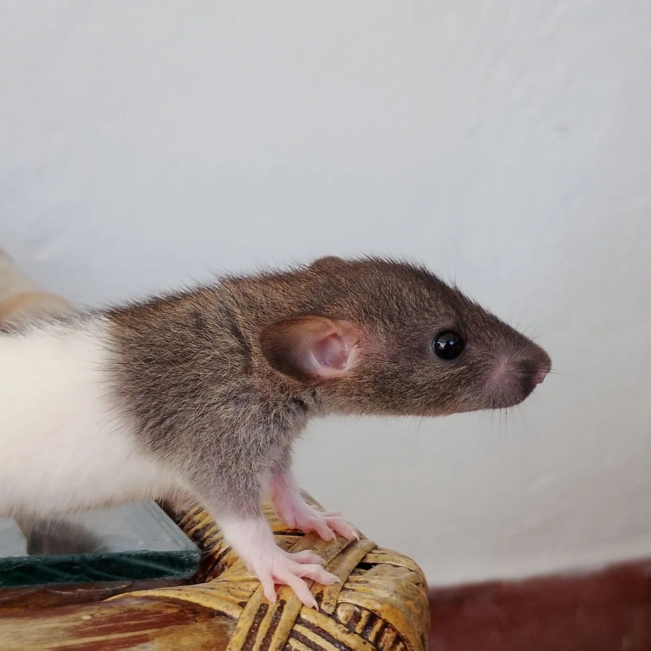 2 Ratinhas Dumbo com Terrário  - Foto 3