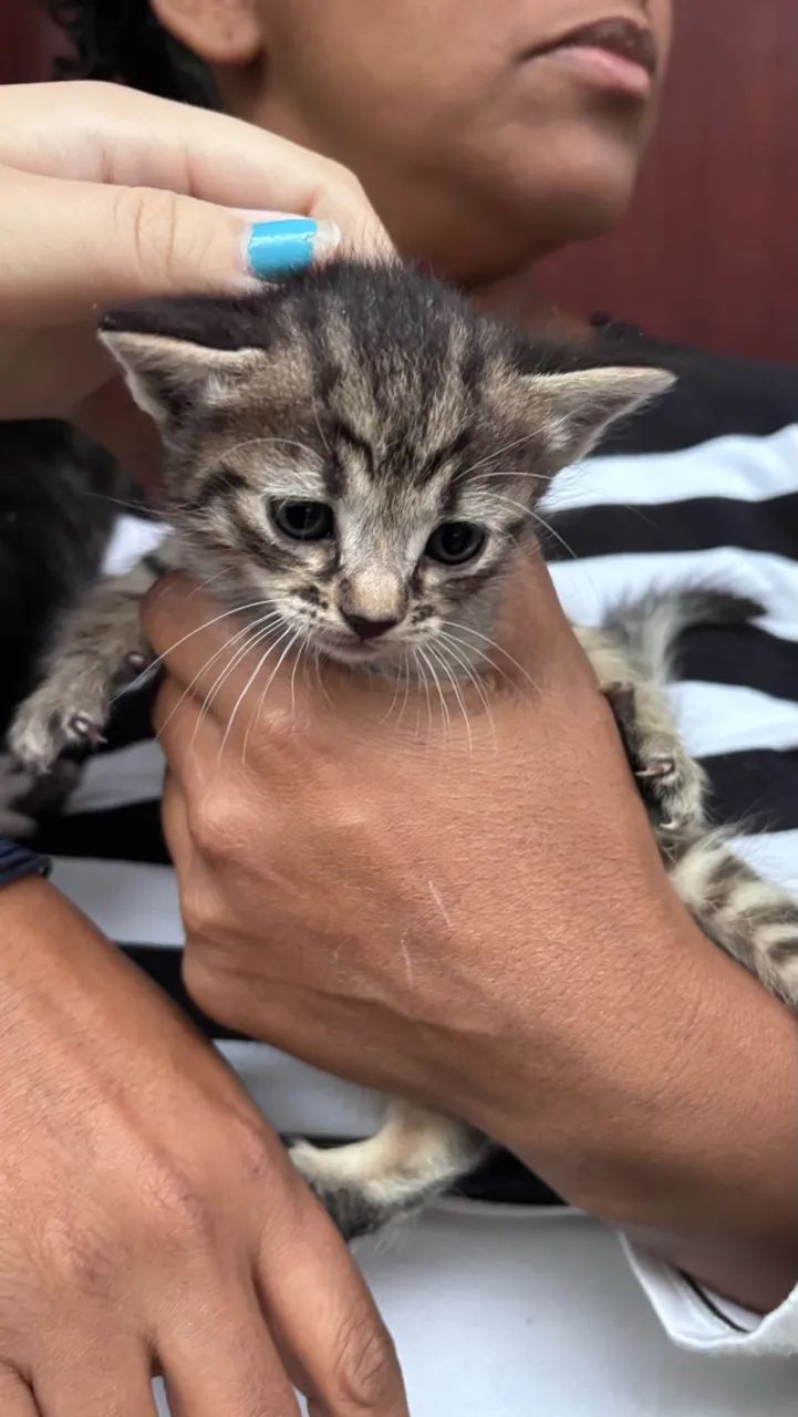 gatinhos para adoção  - Foto 2
