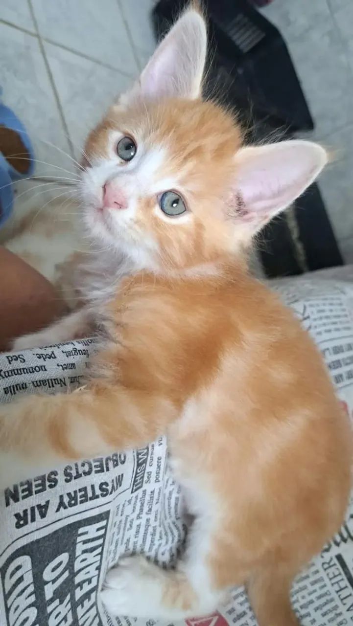 Maine Coon - Foto 5