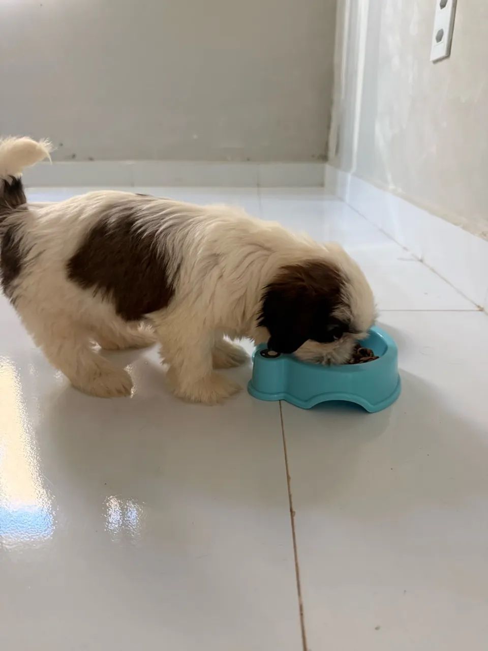 ShihTzu macho - Foto 4